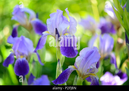 Iris bleu Iris (L.) dans l'herbe verte Banque D'Images