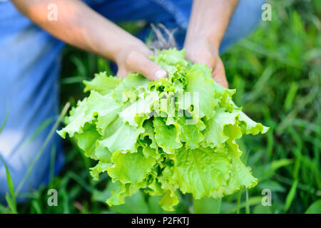 Salade fraîchement dans les mains de l'agriculteur, en choisissant une salade fraîche de potager Banque D'Images