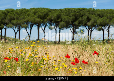 Champ de fleurs sauvages en face d'un pin alley, Parc Naturel de la Maremme, Toscane, Italie Banque D'Images