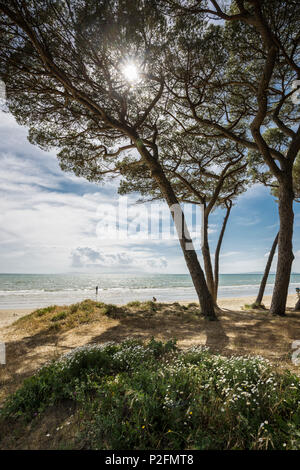 Pins et plage, Follonica, province de Grosseto, Toscane, Italie Banque D'Images