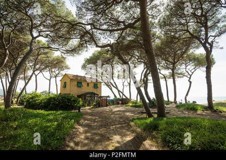 Pins et plage, Follonica, province de Grosseto, Toscane, Italie Banque D'Images