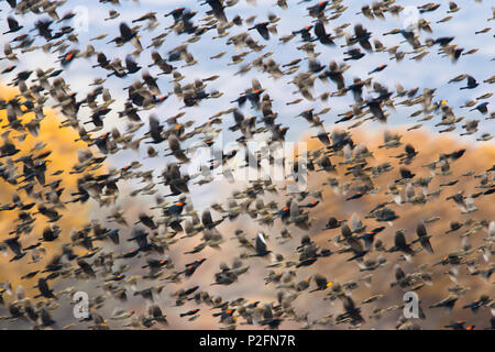 Les carouges à épaulettes, swarm en hivernage, Agelaius phoeniceus Bosque del Apache, Wildlife Refuge, New Mexico, USA Banque D'Images