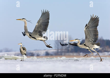 Les hérons gris en vol, Ardea cinerea, hiver, Usedom, Allemagne Banque D'Images