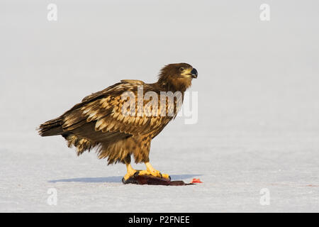 Pygargue à queue blanche (Haliaeetus albicilla), avec des poissons, Allemagne Banque D'Images