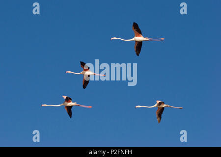 Plus de flamants roses Phoenicopterus ruber, vol, Camargue, France Banque D'Images