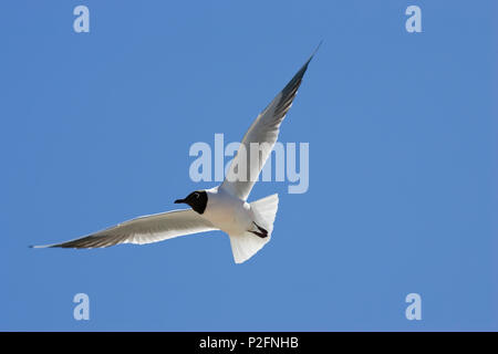 Mouette rieuse, Larus ridibundus, adulte en plumage nuptial, dans le sud de la France Banque D'Images