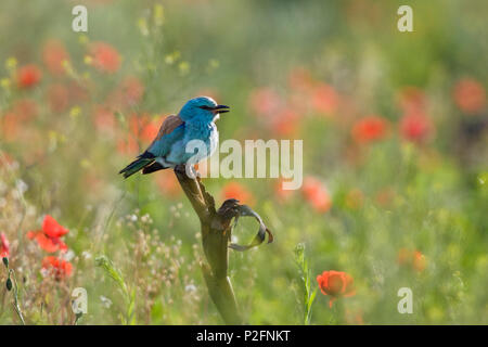 Coracias garrulus, Rouleau européenne, Bulgarie, Europe Banque D'Images