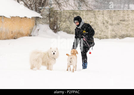 Gomel, Bélarus - janvier 08, 2017 : une fille dans une classe avec deux chiens du Samoyède et-Labrador se reproduisent dans l'hiver Banque D'Images