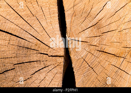 Close up Core Arbre de tronc d'arbre coupé historique divisé en deux parties. Banque D'Images