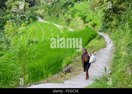 Agriculteur sur le chemin de la maison, les rizières en arrière-plan, près de Sidemen, Bali, Indonésie Banque D'Images