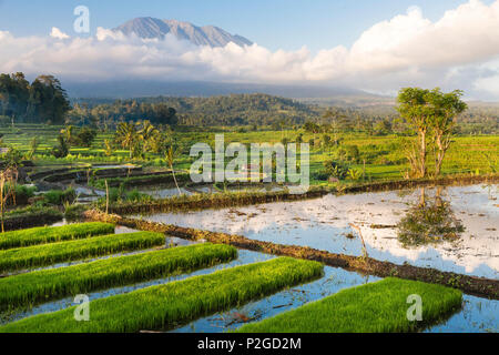 Paysages tropicaux avec des rizières, Gunung Agung, près de Sidemen, Bali, Indonésie Banque D'Images