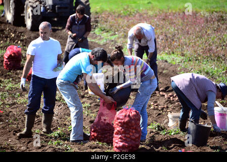 La récolte de pommes de terre près de Pitoes das Junias en Parque Nacional da Peneda-Geres, Minho, Portugal, Northwest-Portugal Banque D'Images