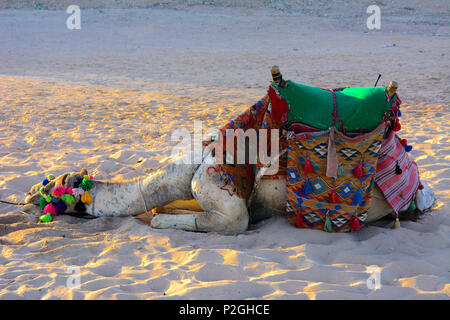 Chameau bédouin, attachés avec une longue corde se trouve sur une plage de sable près de la mer sur un fond de sable jaune. où personne ne l'entoure. Le concept de l'ou Banque D'Images