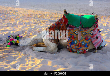 Chameau bédouin, attachés avec une longue corde se trouve sur une plage de sable près de la mer sur un fond de sable jaune. où personne ne l'entoure. Le concept de l'ou Banque D'Images