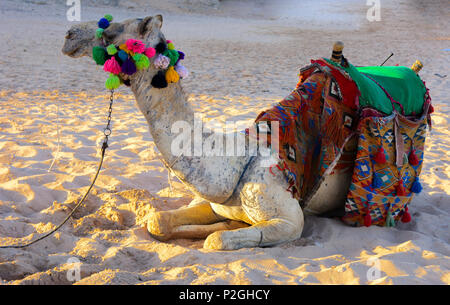Chameau bédouin, attachés avec une longue corde se trouve sur une plage de sable près de la mer sur un fond de sable jaune. où personne ne l'entoure. Le concept de l'ou Banque D'Images