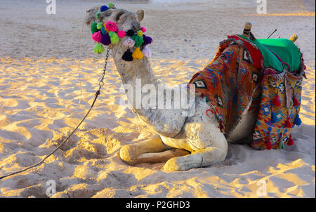 Chameau bédouin, attachés avec une longue corde se trouve sur une plage de sable près de la mer sur un fond de sable jaune. où personne ne l'entoure. Le concept de l'ou Banque D'Images