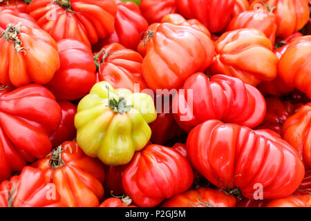 Oxheart tomato est un grand type beefsteak tomate, ressemblant à un coeur de boeuf, qui est une douce rose rouge de fruits très faible dans les semences Banque D'Images