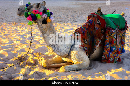 Chameau bédouin, attachés avec une longue corde se trouve sur une plage de sable près de la mer sur un fond de sable jaune. où personne ne l'entoure. Le concept de l'ou Banque D'Images