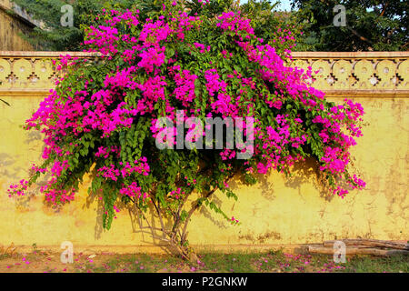 Bougainvilliers en fleurs contre mur jaune au Royal cénotaphes à Jaipur, Rajasthan, Inde. Ils ont été désignés comme la crémation royale groun Banque D'Images