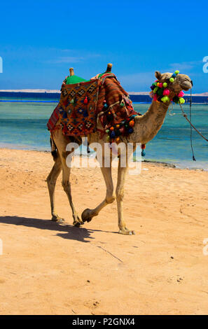 Un Bédouin chameau attaché avec une longue corde s'attendent les touristes sur une plage de sable au bord de la mer sur un fond de sable jaune. Le concept de Banque D'Images