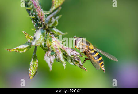 Les femelles, Syrphus ribesii Hoverfly, au début de l'été (juin) sur une fleur dans le West Sussex, Angleterre, Royaume-Uni. Le fémur postérieur jaune indique sa femelle. Banque D'Images