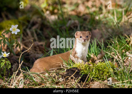 Belette, Mustela nivalis, Bavière, Allemagne Banque D'Images