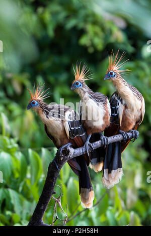 Hoazins dans rainforest, Opisthocomus opithocamus, Réserve de Tambopata, Pérou, Amérique du Sud Banque D'Images