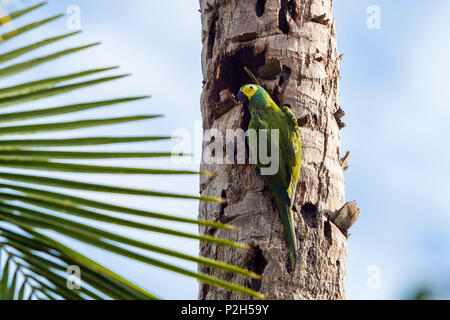 Red-bellied Macaw, Orthopsittaca manilata, Réserve nationale de Tambopata, au Pérou, au sud, à l'Amérique latine Banque D'Images