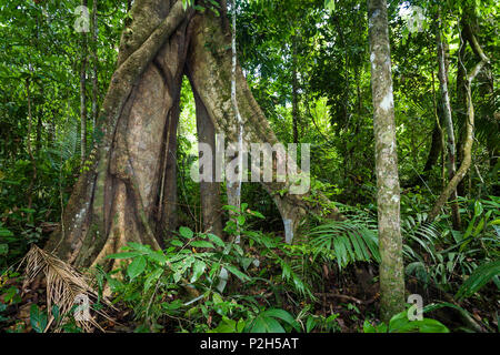 Arbre géant avec contrefort racines dans la forêt tropicale à rivière Tambopata, Réserve nationale de Tambopata, Pérou, Amérique du Sud Banque D'Images