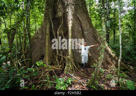 Arbre géant avec contrefort racines dans la forêt tropicale à rivière Tambopata, Réserve nationale de Tambopata, Pérou, Amérique du Sud Banque D'Images