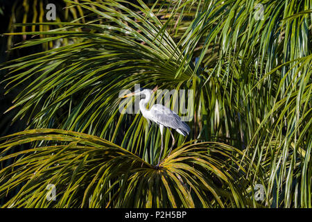 White-necked Heron en forêt pluviale la rivière Tambopata, Ardea cocoi, Réserve nationale de Tambopata, Pérou, Amérique du Sud Banque D'Images