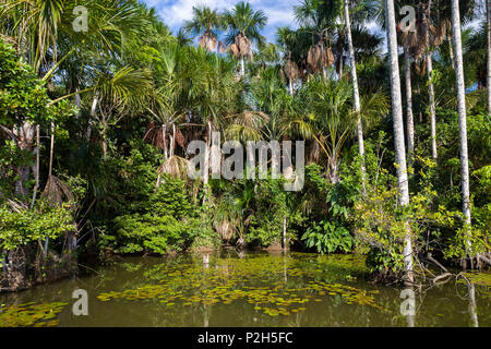 Mauriti Palmiers, Buriti, palmiers Moriche, au Lac Sandoval, Mauritia flexuosa, Réserve nationale de Tambopata, Pérou, Amérique du Sud Banque D'Images