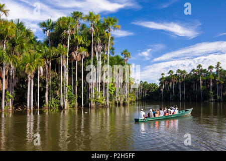 Bateau de tourisme et Mauriti Palmiers, Buriti, palmiers Moriche, au Lac Sandoval, Mauritia flexuosa, Réserve nationale de Tambopata, par Banque D'Images