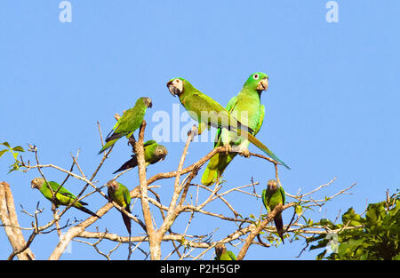 Ara chloroptère, similaire à Amazon et perruches à tête sombre, Tambopata Reservat, Pérou, Amérique du Sud Banque D'Images