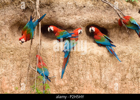 Le rouge et vert à l'Aras Ara chloroptera, saltlick, Réserve nationale de Tambopata, Pérou, Amérique du Sud Banque D'Images