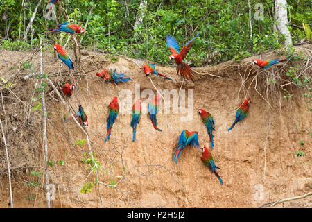 Le rouge et vert à l'Aras Ara chloroptera, saltlick, Réserve nationale de Tambopata, Pérou, Amérique du Sud Banque D'Images