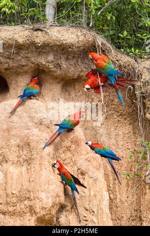 Le rouge et vert à l'Aras Ara chloroptera, saltlick, Réserve nationale de Tambopata, Pérou, Amérique du Sud Banque D'Images