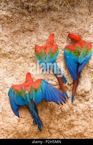 Le rouge et vert à l'Aras claylick dans rainforest, Ara chloroptera, Réserve nationale de Tambopata, Pérou, Amérique du Sud Banque D'Images