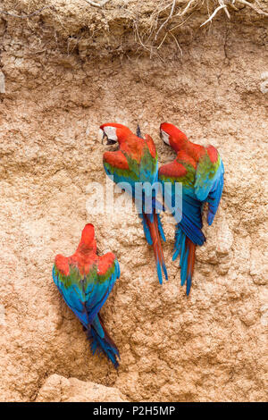 Le rouge et vert à l'Aras Ara chloroptera, saltlick, Réserve nationale de Tambopata, Pérou, Amérique du Sud Banque D'Images