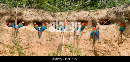 Le rouge et vert à l'Aras Ara chloroptera, saltlick, Réserve nationale de Tambopata, Pérou, Amérique du Sud Banque D'Images