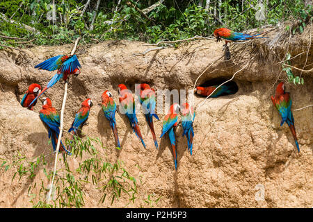 Le rouge et vert à l'Aras Ara chloroptera, saltlick, Réserve nationale de Tambopata, Pérou, Amérique du Sud Banque D'Images