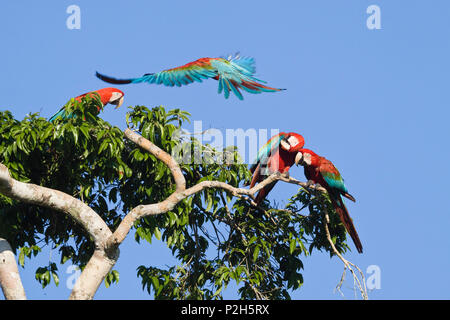 Le rouge et vert dans les forêts tropicales, les aras chloroptera Ara, Réserve nationale de Tambopata, Pérou, Amérique du Sud Banque D'Images