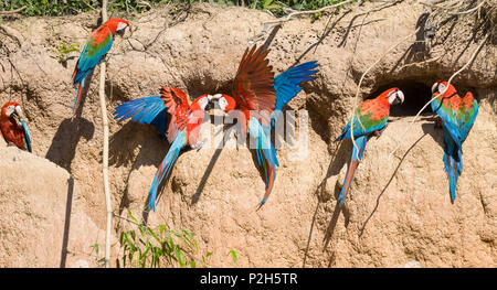 Le rouge et vert à l'Aras Ara chloroptera, saltlick, Réserve nationale de Tambopata, Pérou, Amérique du Sud Banque D'Images