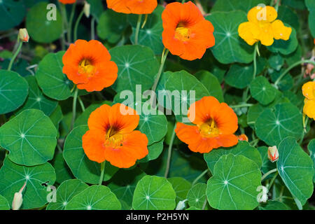 Capucine, Tropaeolum majus Banque D'Images