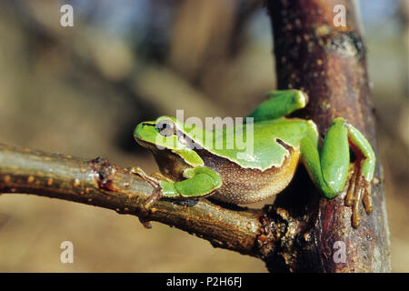 Rainette, Hyla arborea, Autriche Banque D'Images