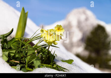 Coucou bleu dans la neige, Primula elatior, Alpes, Upper Bavaria, Germany, Europe Banque D'Images