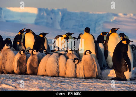Avec les poussins Manchots empereurs, Aptenodytes forsteri, iceshelf, mer de Weddell, Antarctique Banque D'Images