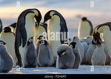 Avec les poussins Manchots empereurs, Aptenodytes forsteri, iceshelf, mer de Weddell, Antarctique Banque D'Images