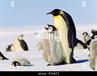 Manchot Empereur avec chick sur pieds, Aptenodytes forsteri, Antarctique Banque D'Images