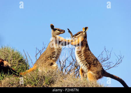 Rock-Wallabies à pieds jaunes, combats Petrogale xanthopus, parc national de Flinders Ranges, l'Australie du Sud Banque D'Images